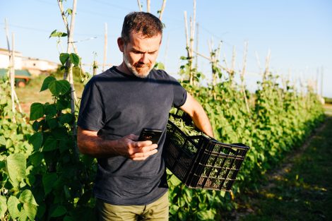 farmer-using-smartphone-in-a-green-bean-field-2025-01-09-18-38-57-utc
